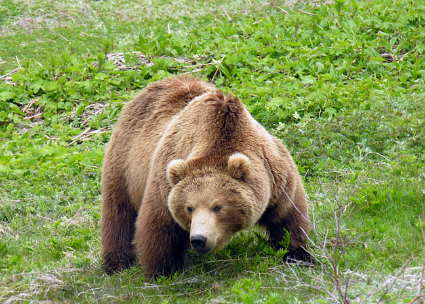 медведь